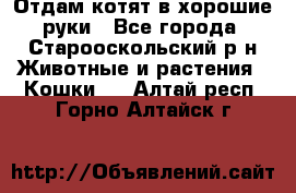 Отдам котят в хорошие руки - Все города, Старооскольский р-н Животные и растения » Кошки   . Алтай респ.,Горно-Алтайск г.